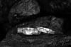 Anillo Corteza 1