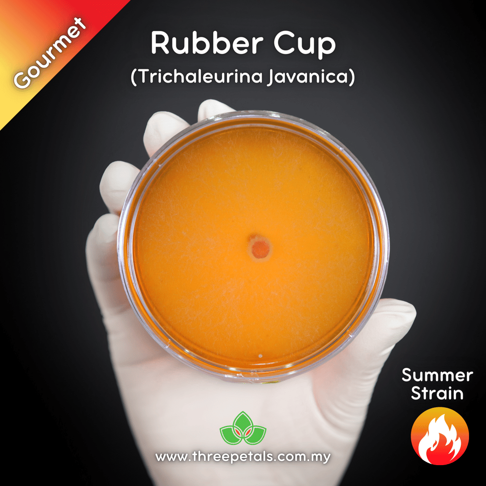 Rubber Cup (Trichaleurina Javanica) Live Mycelium Mushroom Culture Spawn Seed
