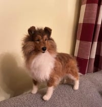 Image 3 of  9" Standing Sheltie/sable,tri or blue merle