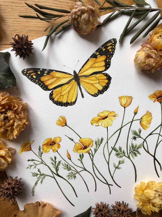 Monarch butterfly with poppies