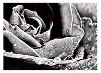 Wet Rose - Fine art print