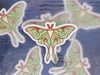 Luna Moth- 3 inch Vinyl Sticker
