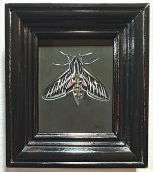 Image of Sphinx Moth - Framed Original Mini Painting