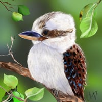 Kookaburra 