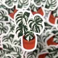 Image 1 of Clear Variegated Monstera Plant Vinyl Sticker 