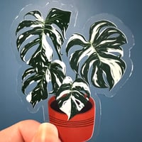 Image 2 of Clear Variegated Monstera Plant Vinyl Sticker 