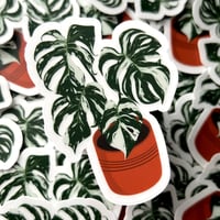 Image 3 of Clear Variegated Monstera Plant Vinyl Sticker 