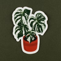 Image 4 of Clear Variegated Monstera Plant Vinyl Sticker 