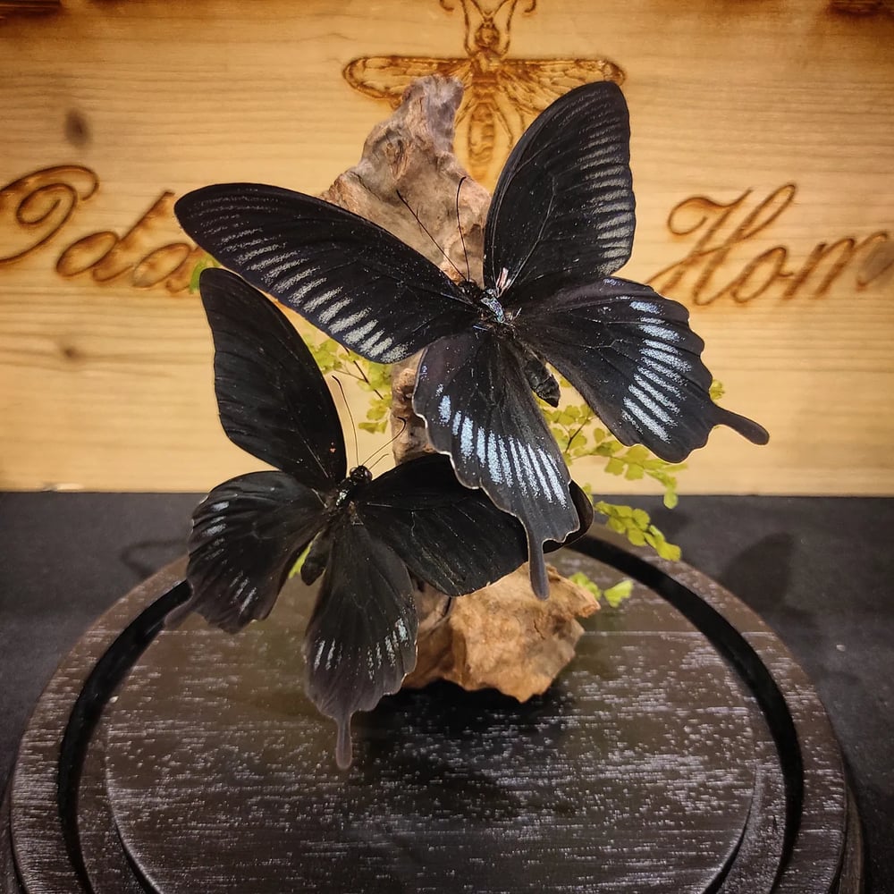 Image of Glassdome Papilio deiphobus