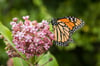 Common Milkweed Seeds