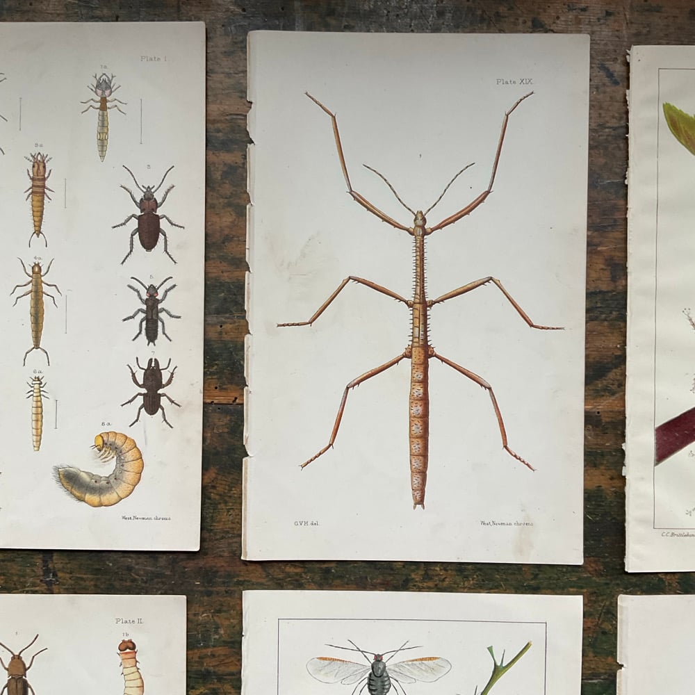 Image of Bugs