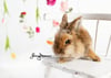 2023 Studio Spring Bunny Minis