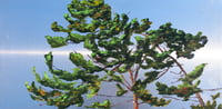 Image 1 of - Nothing But Sky -