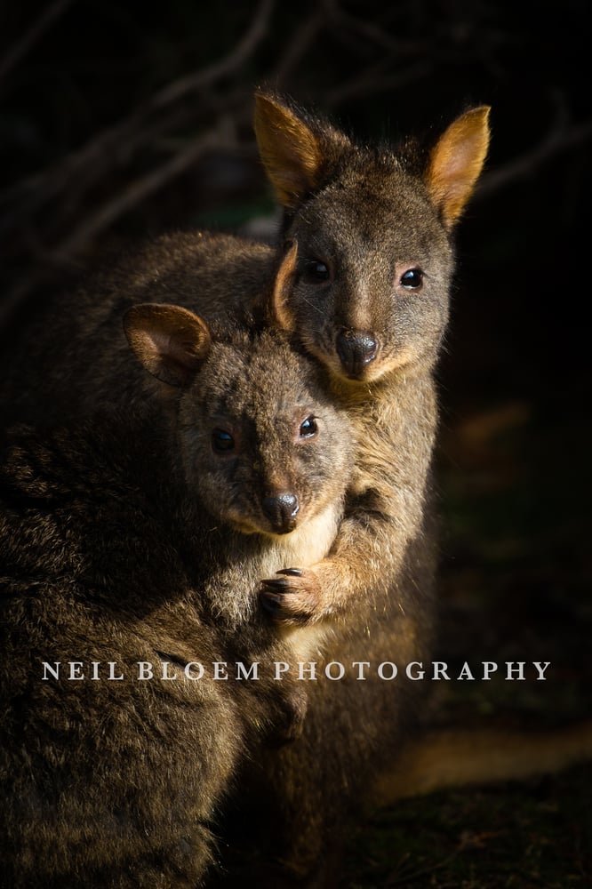 Image of Family Portrait