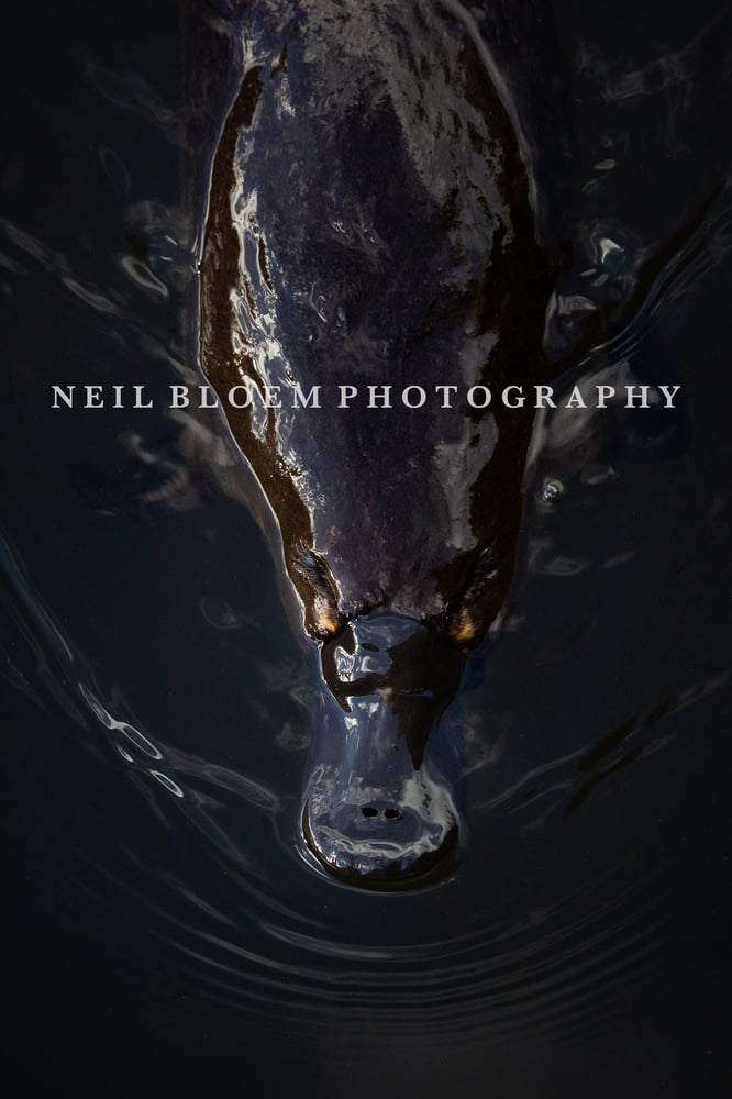Image of Bill of Darkness