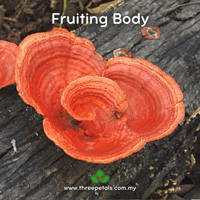 Image 2 of Blood Bracket (Trametes Sanguinea) Live Mycelium Mushroom Culture Spawn Seed