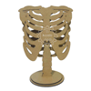 Standing Ribcage