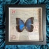 Morpho Frame 2