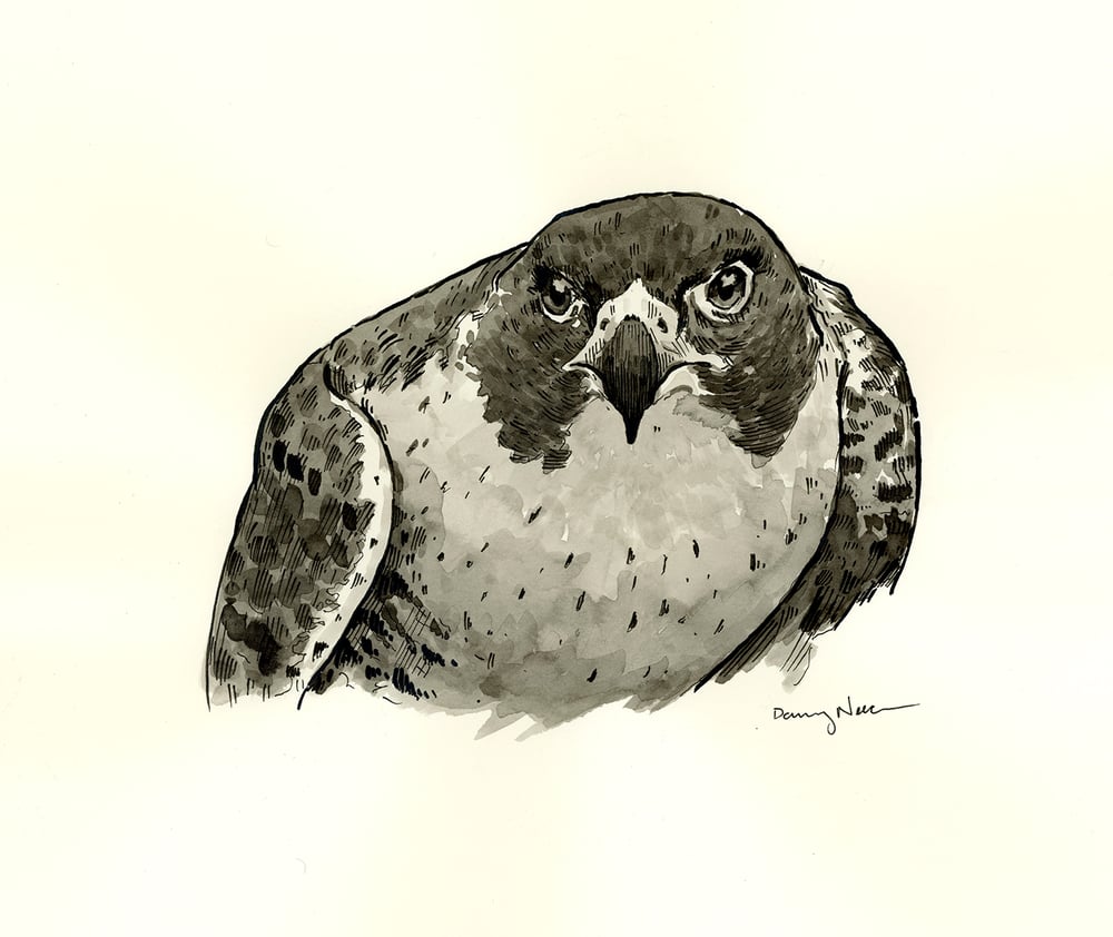 Peregrine Falcon Drawing