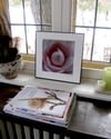 Flower Mandala Photograph - Waterlily