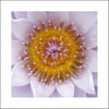 Flower Mandala Photograph - Waterlily