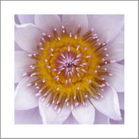 Image 1 of Flower Mandala Photograph - Waterlily