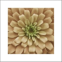 Image 1 of Flower Mandala Photograph - Peach Zinnia