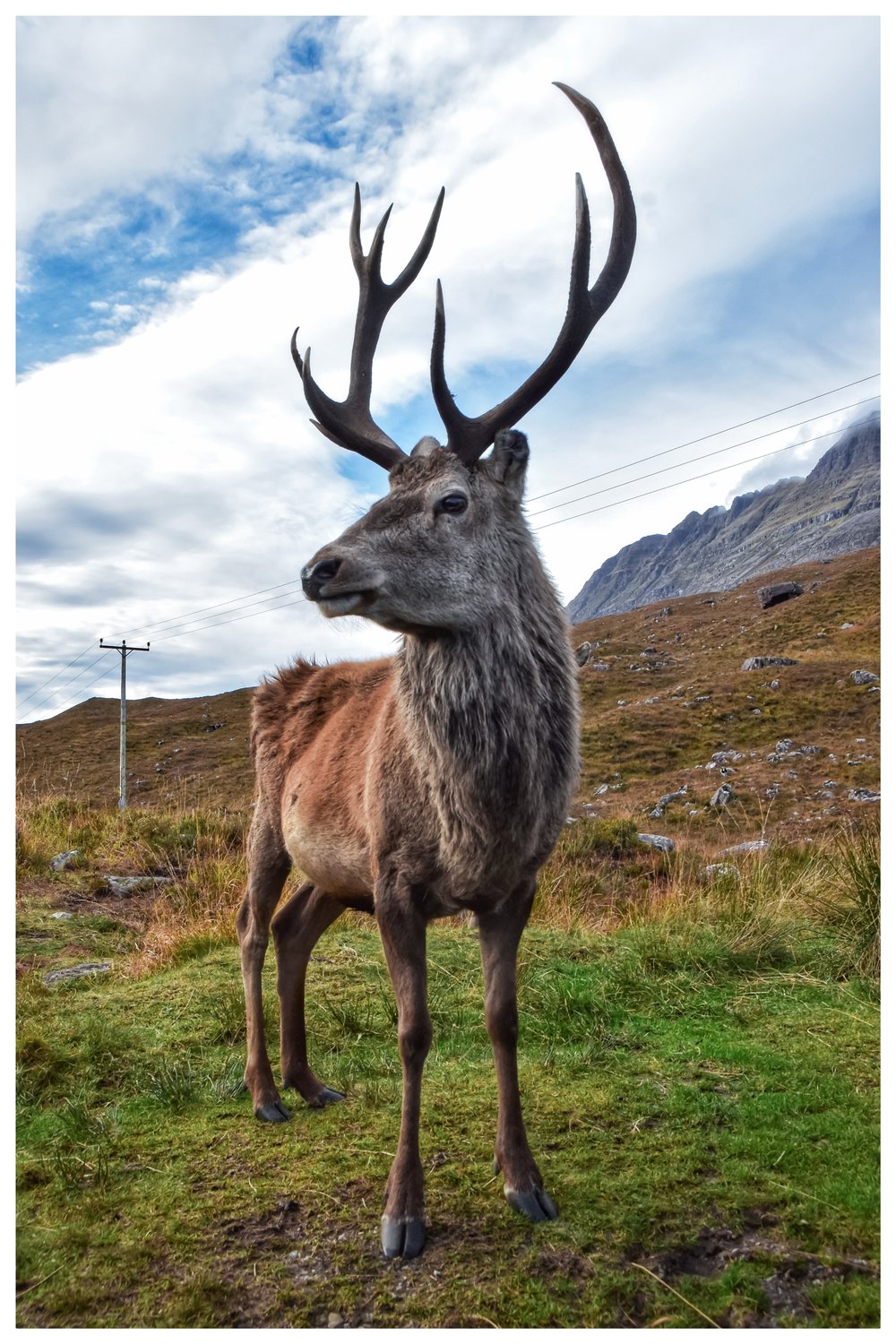 Image of Noble Highlander