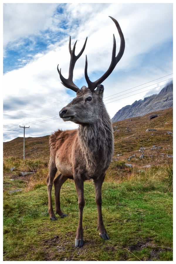 Image of Noble Highlander