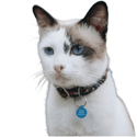 Personalized Cat Tag