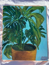 Image 3 of Monstera #1