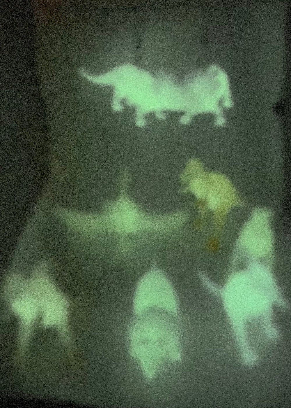 Image of Mystery glow in the dark Dino 