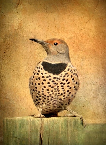 Image of Northern Flicker (note card)