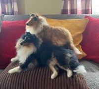 Image 1 of 14"Large Laying down rough Collie