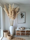 Pampas Grass Blonde Extra Tall