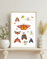 Image 2 of Moth Study N.2 Watercolor Illustration PRINT 