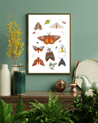 Image 3 of Moth Study N.2 Watercolor Illustration PRINT 