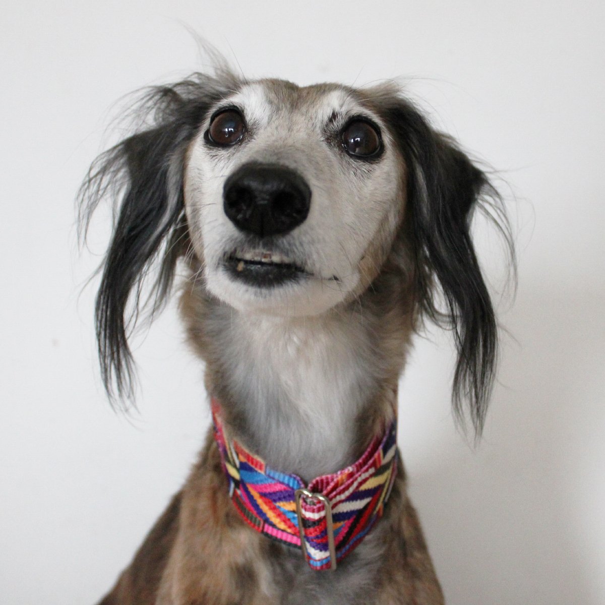 Aztec inch martingale collar Red Squirrel Dublin