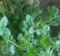 Image 1 of Dried Heirloom Oregano leaf 