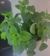 Image 2 of Dried Heirloom Oregano leaf 