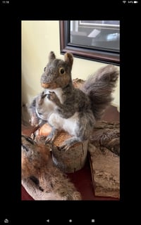 Image 1 of Grey Squirrel