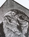 'Kestrel' Limited Edition Engraving