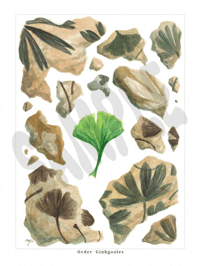 Image 1 of Ginkgo Print