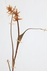 Image of Throughout a days journey