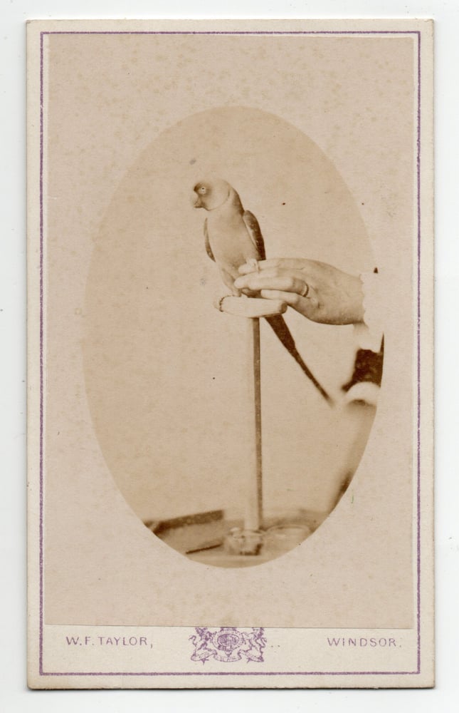 Image of W.F. Taylor: portrait of a parrot, Windsor ca. 1865