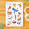 Backyard Birds sticker sheet