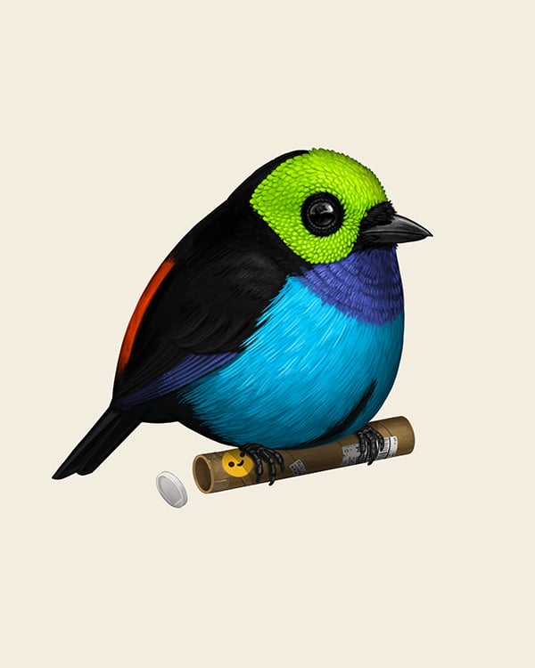 Image of Paradise Tanager
