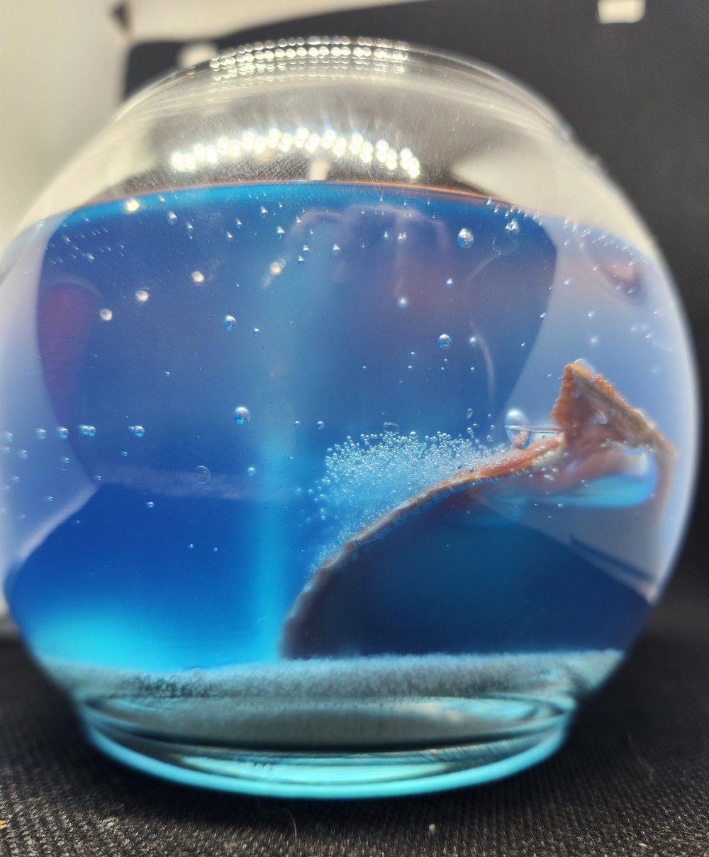 The Fish Bowl