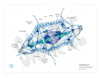 Image 1 of Palindrome Anatomy Print