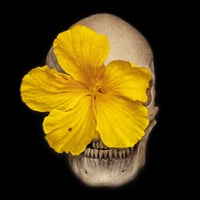 Image 1 of "Skullflower II" Canvas Giclee 12x12"
